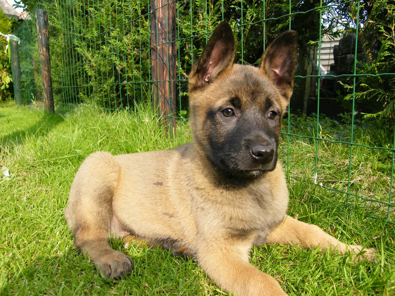 Chiot Malinois de sept semaines couché dans l'herbe