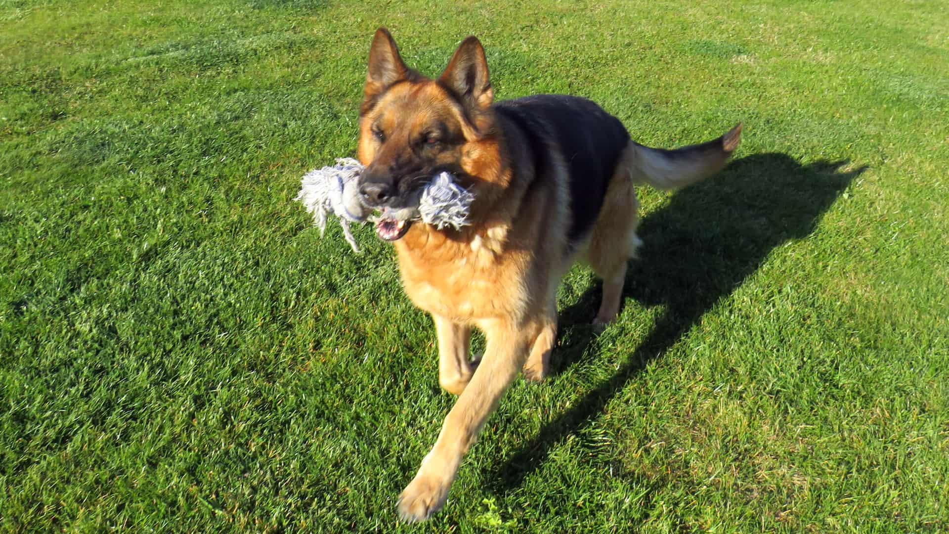 Berger allemand en pleine course, jouet en gueule