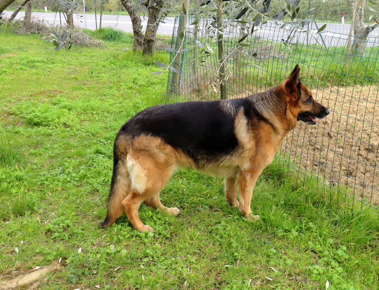 Berger allemand adulte, posture alerte en plein air
