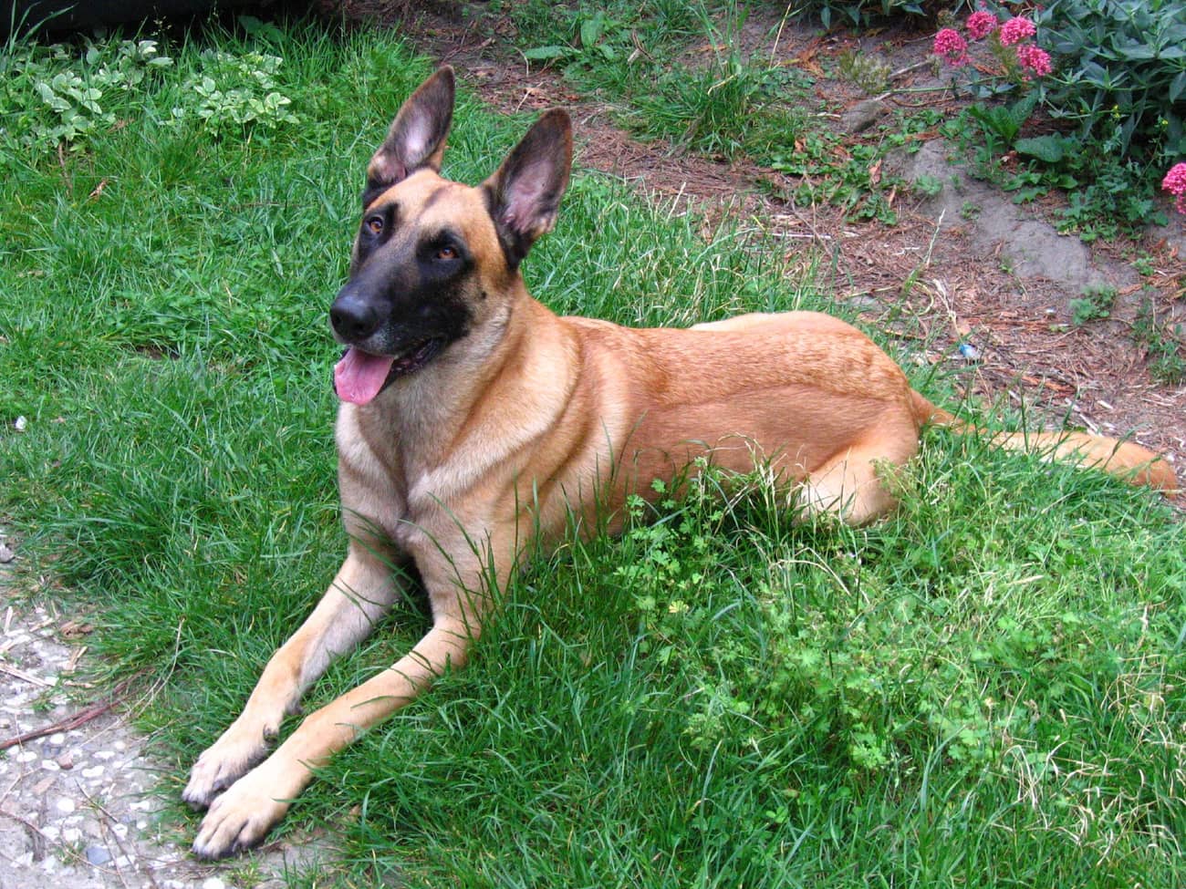 Malinois belge couché dans l'herbe, regard alerte